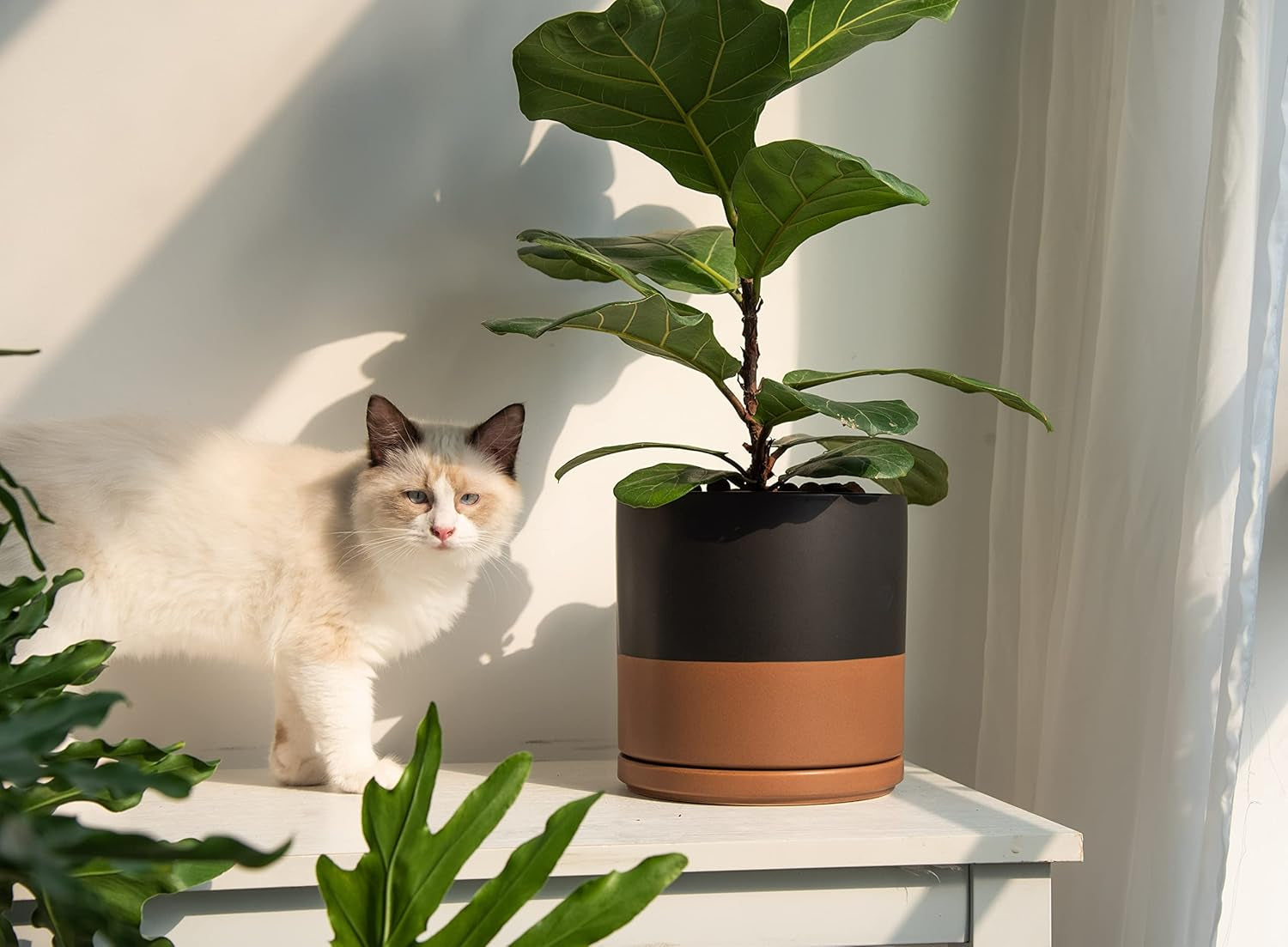 8 Inch Ceramic Planter Pot with Drainage Hole and Saucer, Indoor Cylinder round Planter Pot, Black/Speckled Tan, 94-O-D-7